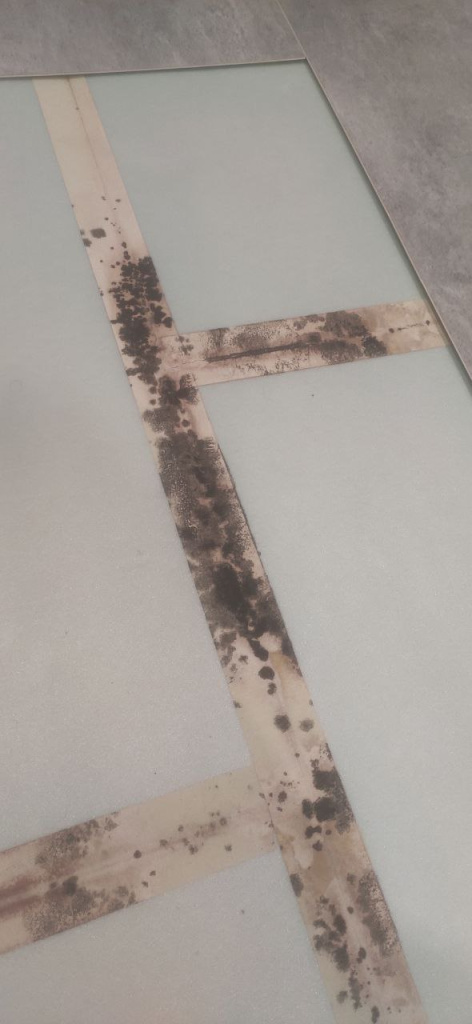 Плесень под SPC покрытием из-за влажной стяжки